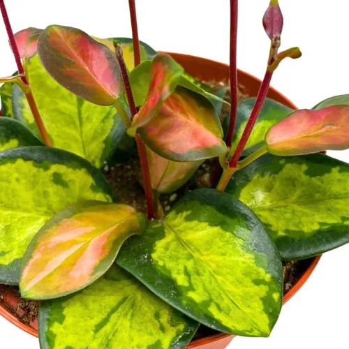 Miniatura 7 de BubbleBlooms Hoya Australis abigarrada, Lisa tricolor, planta viva limitada muy rara, en maceta de 4 pulgadas
