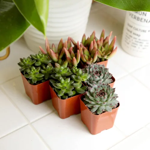 Miniatura 8 de Paquete de plantas suculentas vivas (paquete de 6), plantas suculentas reales y mini plantas para principiantes, plantas de casa vivas, mini