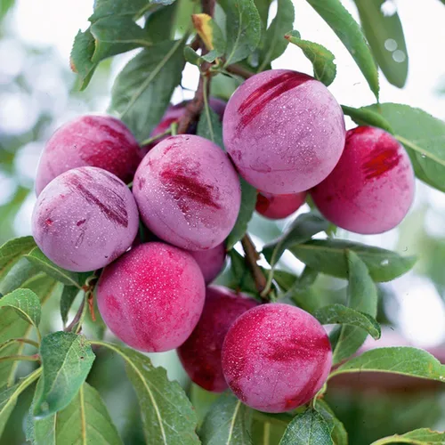 Miniatura 2 de Más de 150 semillas de árboles frutales de ciruelo tropical para plantar al aire libre, reliquia sin OMG Prunus Maritima. Cultiva tu propia fruta