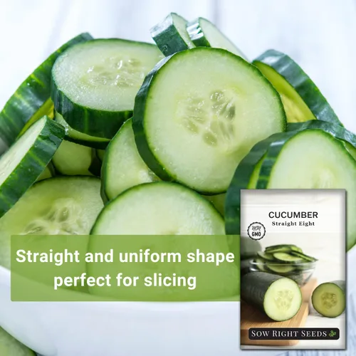 Miniatura 3 de Sow Right Seeds - Ocho semillas de pepino rectas para plantar - Paquete de reliquia sin OMG con instrucciones para plantar y cultivar un huerto