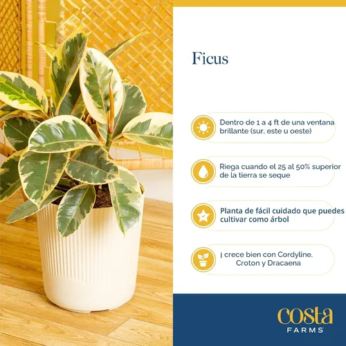 Miniatura 6 de Costa Farms Ficus Audrey, planta viva de interior de 1 a 2 pies de altura en maceta minimalista de 6 pulgadas, fácil de cultivar, purifica el aire