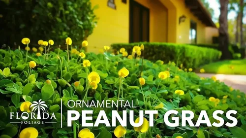 Miniatura 4 de Hierba ornamental de maní Planta de tamaño grande de 1 galón Arachis glabrata Cubierta de suelo tolerante a la sequía Alternativa de césped