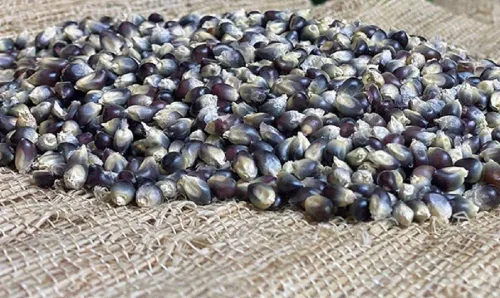 Miniatura 3 de Semilla de palomitas de maíz azul de 4 onzas – Granos de palomitas de maíz sin estallar – Palomitas de maíz grandes de mariposa – Producto versátil