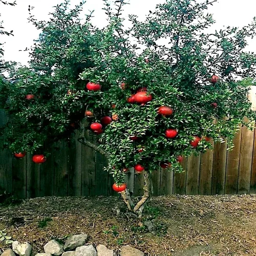 Miniatura 2 de 20 semillas de granada enana Punica Granatum Nana Garden Fruit House Plant