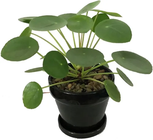 Miniatura 5 de Hirt's Gardens Planta de dinero chino - Pilea peperomioides - Maceta de 4