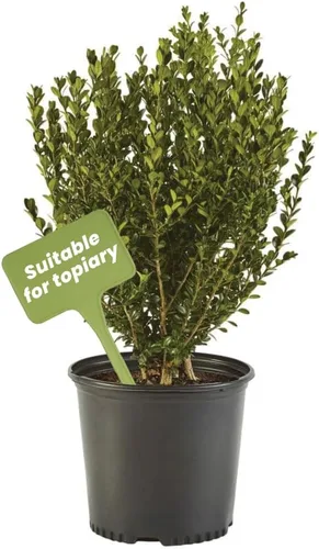 American Plant Exchange Boj de gaulteria viva, maceta de 10 pulgadas, arbusto de hoja perenne resistente al frío con follaje verde denso, planta