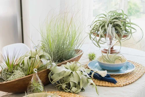 Miniatura 6 de Air Plant Shop Paquete de 5 plantas de aire Tillandsia Curly Slim (T. Intermedia x T. Streptophylla) - Suculentas - Tillandsia viva - Plantas