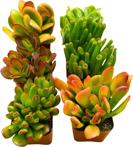 Miniatura 8 de Plantas suculentas vivas Jade Plant 2" Paquete de 3 colección sorpresa, colección inicial de plantas vivas de jade, plantas suculentas vivas