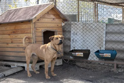 Miniatura 6 de Comedero Bebedero para Pollos, Comedero para Cabras - Paquete de 2, 5.5 Cuartos, para Cabras Pollos Patos Ovejas Perros Lechones Ciervos Gansos