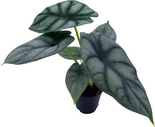 Miniatura 8 de BubbleBlooms Alocasia Silver Dragon, Alocasia Baginda, Joya Alocasia, oreja de elefante dragón plateado en maceta de 2 pulgadas