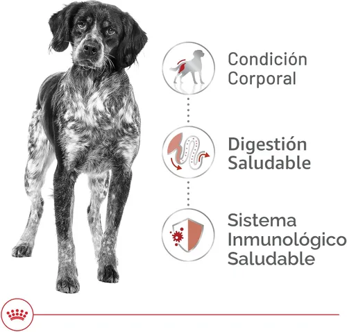 Miniatura 4 de Royal Canin Size Health Nutrition - Alimento seco para perros adultos medianos, bolsa de 17 libras