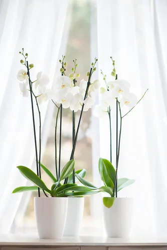 Miniatura 6 de DECOPOTS - Juego de 3 macetas de orquídeas de riego automático - Maceta absorbente para flores - Indicador de nivel de agua (juego de 3) - 4.9