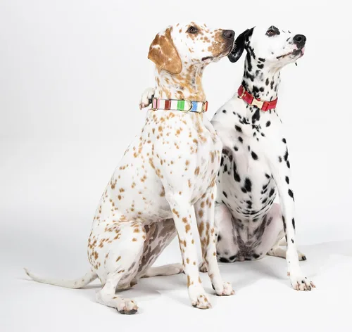 Miniatura 4 de kate spade new york Lindo collar para perro con detalles de metal dorado y hebilla de plástico, collar de perro ajustable de 15" a 22" para perros