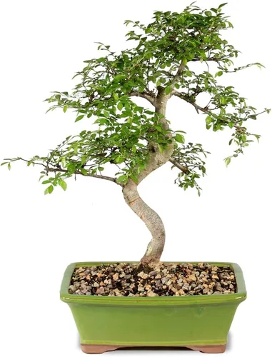 Miniatura 10 de Brussel's Bonsai Árbol bonsái de olmo chino vivo, al aire libre, paquete de 2 – pequeño, 5 años de edad, 6 a 8 pulgadas de alto – incluye macetas