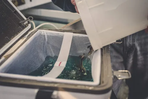 Miniatura 7 de Engel Caja enfriadora de cebo vivo con bomba aireadora de 2ª generación de 2 velocidades, estación de pesca portátil y cubo de pececillos para Blanco