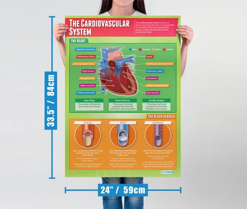 Miniatura 2 de Daydream Education Póster del sistema cardiovascular – Papel brillante – FORMATO GRANDE 33 x 23.5 pulgadas – Decoración de aula de educación física