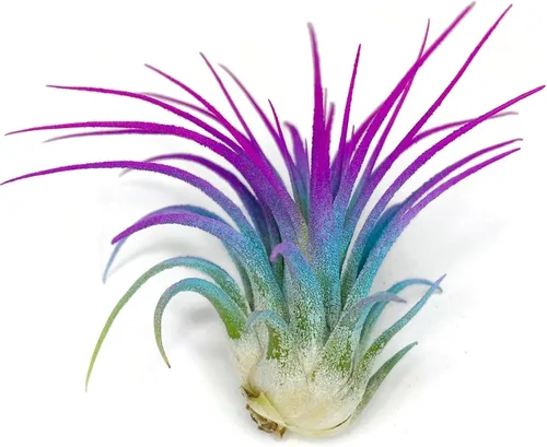 Miniatura 2 de Planta de aire Tillandsia Ionantha de Guatemala, planta de aire viva Tillandsia de Guatemala, llegada saludable garantizada, excelente planta de Azul
