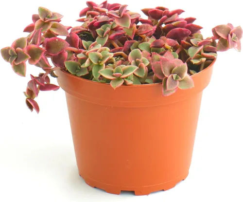 Tienda de Suculentas Gato Calicó Colgante, Crassula Pellucida Variegata, Planta Suculenta Viva Totalmente Enraizada de 10 cm, Planta de Interior de