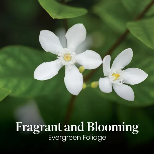 Miniatura 2 de American Plant Exchange Live Confederate Jasmine – Maceta de 6 pulgadas – Vid floreciente fragante con hojas verdes brillantes, planta de exterior