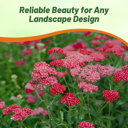 Miniatura 5 de Outsidepride Cerise Queen Yarrow Seeds – 10000 unidades. Semillas de flores perennes, versátiles, formadoras de grumos y tolerantes a la sequía