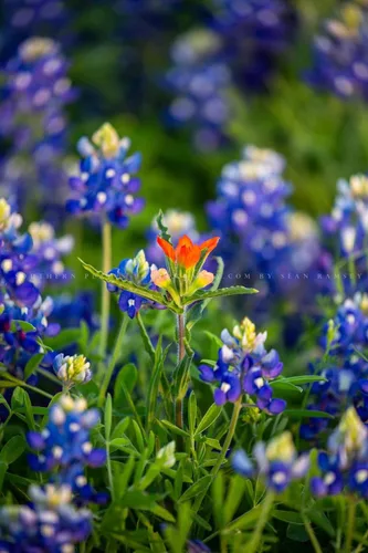 Miniatura 6 de Impresión de fotografía de flores silvestres (sin marco) Imagen vertical del pincel indio destacado en arándanos en el día de primavera en Texas