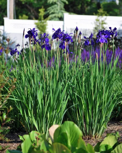 Miniatura 2 de Perennial Farm Marketplace Iris s. 'Hermano del César' (Siberiano) Perenne, tamaño # 1 contenedor, flores azul-violeta profundo