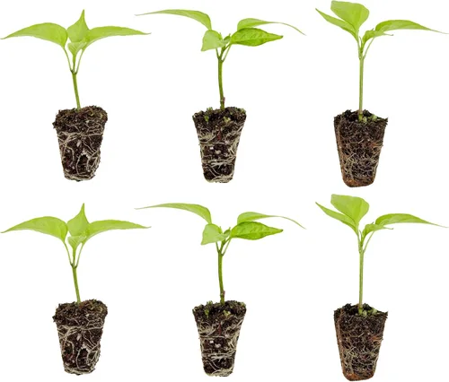 Miniatura 12 de Bonnie Plants Pimienta de plátano picante 19.3 oz. paquete de 4, amarillo