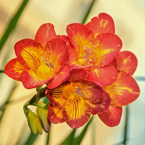 Miniatura 2 de Easy to Grow Freesia - Paquete de 15 bulbos de flores individuales bicolor – Flores rojas y amarillas fragantes de primavera en el sol, ideal