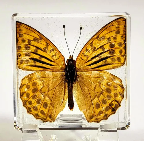 Miniatura 19 de Mariposa Bluebottle real de 2.9 pulgadas en resina de Lucite transparente, grafio, sarpedón, colección de manualidades para biología, ciencias