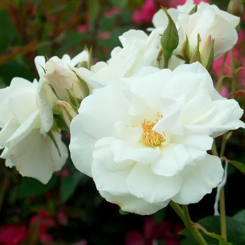 Rosa 'Iceberg' (Rosa Floribunda) Rosa, flores blancas, contenedor tamaño #3