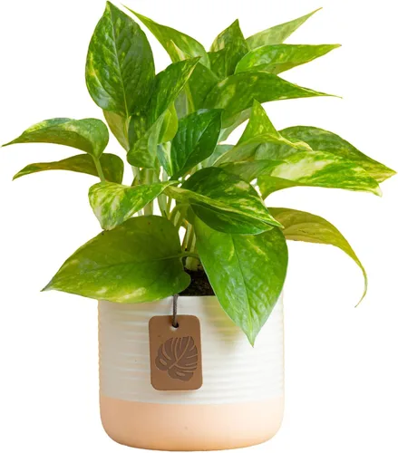 Miniatura 13 de Costa Farms - Planta de Potos