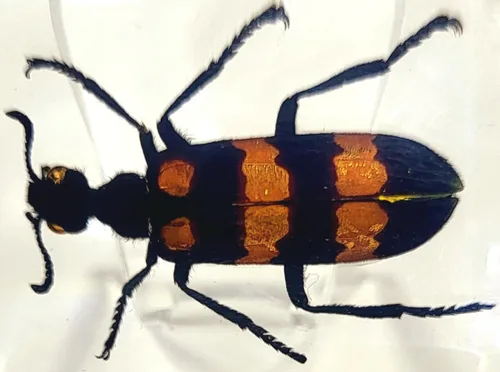 Miniatura 39 de 44mm Hormiga gigante tropical real en resina de lucita transparente cristalina, espécimen preservado Pseudoneoponera Rufipes, taxidermia