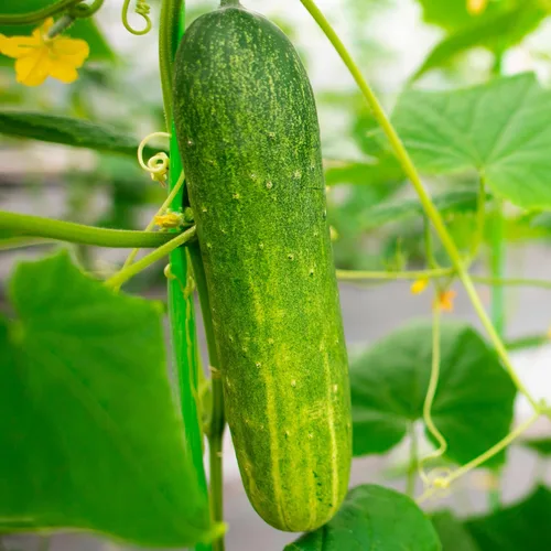 Miniatura 4 de TKE Farms & Gardens - Semillas de pepino, 8 rectas, 55 semillas de pepino sin OMG, ideales para rebanar, ensaladas y encurtidos crujientes, incluye