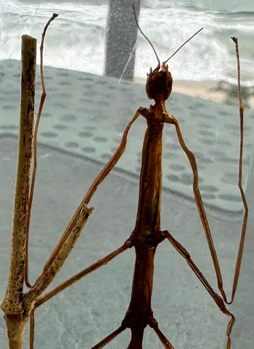 Miniatura 51 de 44mm Hormiga gigante tropical real en resina de lucita transparente cristalina, espécimen preservado Pseudoneoponera Rufipes, taxidermia