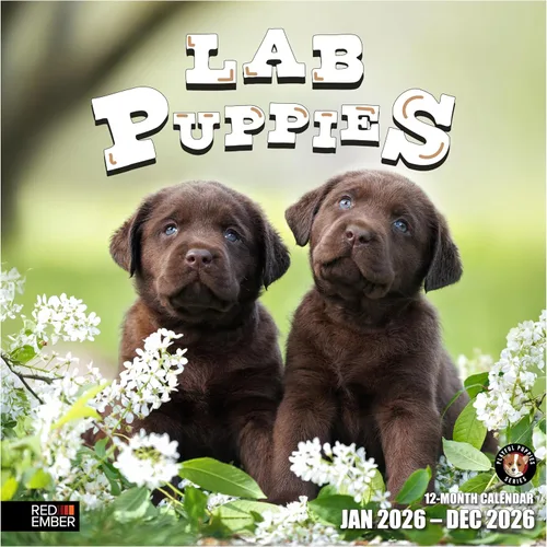 Miniatura 22 de RED EMBER Golden Retriever Puppies - Calendario de pared 2026 de 12 meses 12 x 24 pulgadas abierto Papel grueso y resistente Regalo