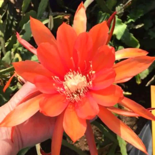 Miniatura 3 de 6 esquejes de cactus de orquídea Epiphyllum para cultivo en interiores, 6 pulgadas a 8 pulgadas de alto, plantas suculentas vivas