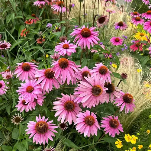 100 semillas de equinácea morada – Semillas de flores de equinácea rosa para plantar, variedad de reliquia sin OMG para jardines de flores silvestres