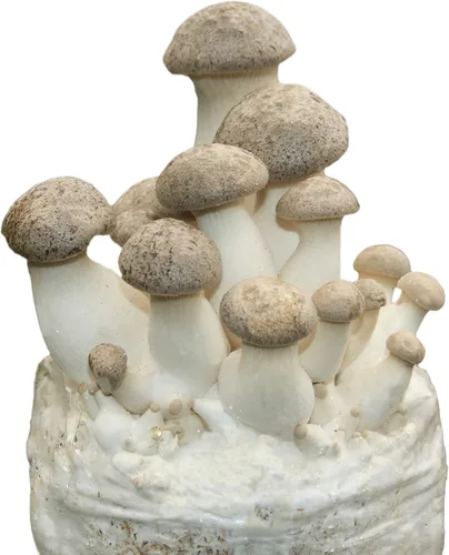 Miniatura 6 de Root Mushroom Farm - Kit de cultivo de hongos Shiitake: comienza de inmediato una vez recibido Shiitake marrón