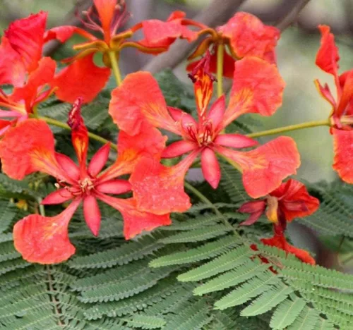 Delonix regia (árbol extravagante), 5 pétalos arrugados en forma de cuchara, flores de color rojo brillante, elige la cantidad (1 unidad)
