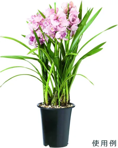 Miniatura 3 de Yamato - Maceta de plástico para orquídeas occidentales, n.º 5, diámetro 6.4 x 6.6 pulgadas de alto (162 x 16 pulgadas)