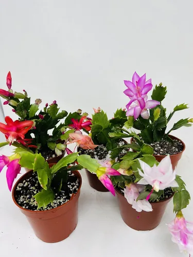 Miniatura 3 de Cactus de Navidad Fiesta 2 Plantas -Zygocactus Plants 4" Pot