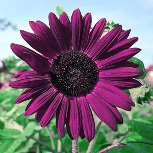 50 semillas de girasol moradas para plantar, jardín de reliquia sin OMG, instrucciones de plantación para un fácil crecimiento, grandes regalos de