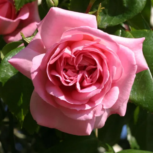 Miniatura 19 de Rosas trepadoras de reliquia, planta de raíz propia viva para jardín al aire libre, Aloha, muy fragantes, zonas de rusticidad 5 a 10, floración
