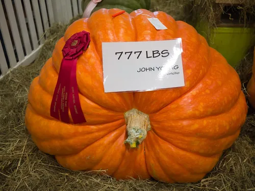 15 semillas de calabaza colosales - Cultiva la calabaza más grande del planeta - Calabazas carruaje de Cenicienta