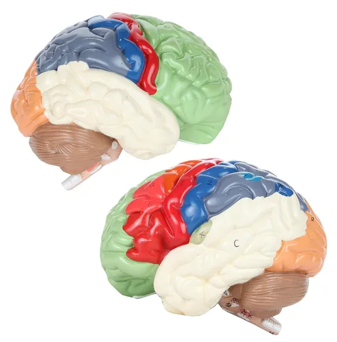 Miniatura 8 de Axis Scientific cerebro humano con regiones rotuladas, tamaño real. Incluye manual colorido del producto (idioma español no garantizado), base