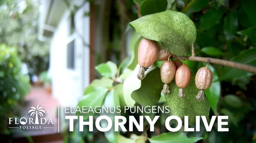 Miniatura 3 de Elaeagnus Pungens I 3 plantas vivas I Thorny Olive I Hardy arbusto de hoja perenne con flores fragantes, perfecto para setos, cribado y exhibición