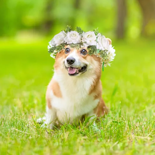 Miniatura 7 de Honoson Collar de flores de boda para perro, corona ajustable de rosas blancas artificiales con lazo de cinta, traje de mascota cachorro y gato