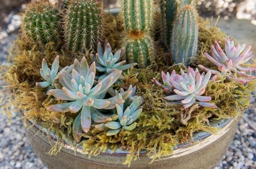 Miniatura 2 de SuperMoss. Musgo de bosque conservado.