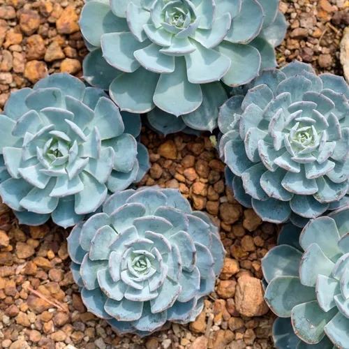 Miniatura 11 de Echeveria Suculents Plantas vivas para cultivar, suculentas de Echeveria vivas, plantas de Echeveria vivas, suculentas de Echeveria viva, pájaro