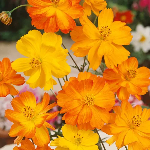 Miniatura 7 de Outsidepride 1000 semillas anuales Cosmos Sulphureus Bright Lights Yellow Cut Flower Seeds para plantar